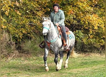 Other Breeds, Gelding, 8 years, 13.3 hh, Grey-Dapple