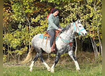 Other Breeds, Gelding, 8 years, 13.3 hh, Grey-Dapple