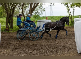 Other Breeds, Gelding, 8 years, 13,3 hh, Black