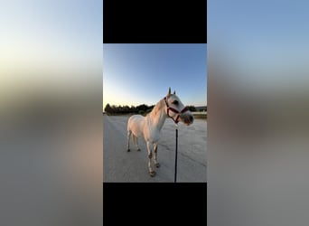 Other Breeds Mix, Gelding, 8 years, 14.1 hh, Grey
