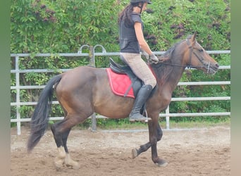 Other Breeds, Gelding, 8 years, 14.2 hh, Bay-Dark