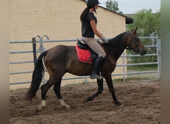 Other Breeds, Gelding, 8 years, 14.2 hh, Bay-Dark