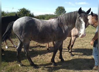 Other Breeds, Gelding, 8 years, 14.2 hh, Roan-Blue
