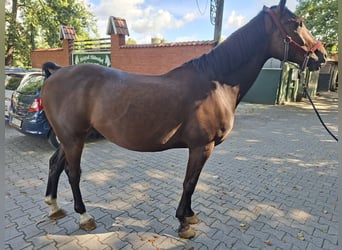 Other Breeds Mix, Gelding, 8 years, 14.3 hh, Brown