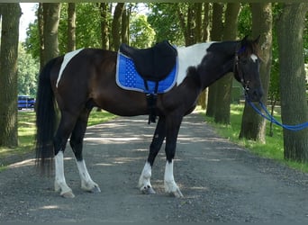 Other Breeds, Gelding, 8 years, 14.3 hh, Pinto