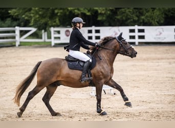 Other Breeds, Gelding, 8 years, 14 hh, Chestnut