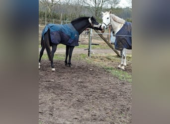Other Breeds Mix, Gelding, 8 years, 14 hh, Grey-Dark-Tan