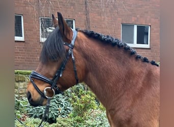 Other Breeds, Gelding, 8 years, 14,1 hh, Brown