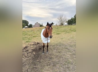 Other Breeds Mix, Gelding, 8 years, 14,1 hh, Brown