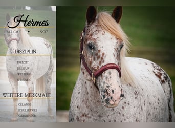Other Breeds, Gelding, 8 years, 14,1 hh, Leopard-Piebald