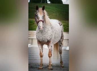 Other Breeds, Gelding, 8 years, 14,1 hh, Leopard-Piebald