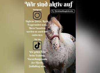 Other Breeds, Gelding, 8 years, 14,1 hh, Leopard-Piebald