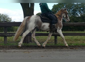 Other Breeds, Gelding, 8 years, 14,1 hh, Overo-all-colors