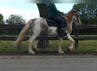Other Breeds, Gelding, 8 years, 14,1 hh, Overo-all-colors