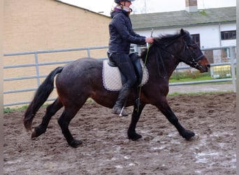 Other Breeds, Gelding, 8 years, 14,2 hh, Roan-Red