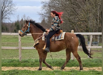 Other Breeds, Gelding, 8 years, 15.1 hh, Brown