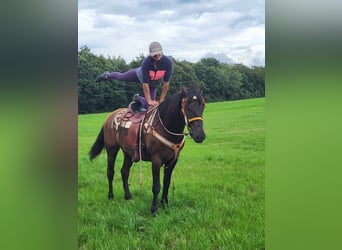 Other Breeds Mix, Gelding, 8 years, 15.1 hh, Brown
