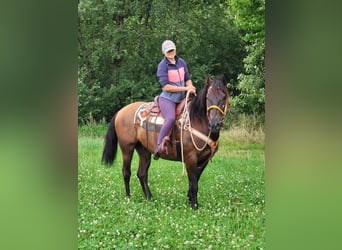 Other Breeds Mix, Gelding, 8 years, 15.1 hh, Brown