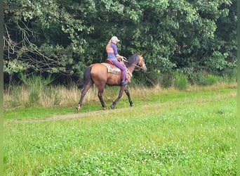Other Breeds Mix, Gelding, 8 years, 15.1 hh, Brown