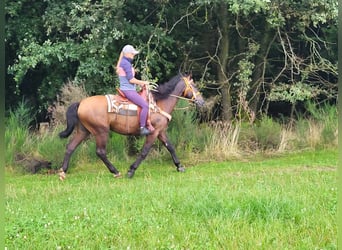 Other Breeds Mix, Gelding, 8 years, 15.1 hh, Brown