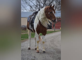 Other Breeds, Gelding, 8 years, 15.1 hh, Tobiano-all-colors