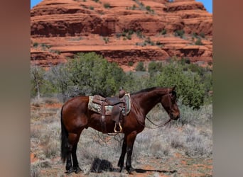 Other Breeds, Gelding, 8 years, 15.2 hh, Bay