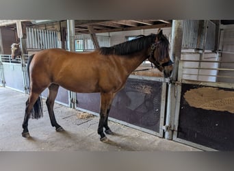 Other Breeds, Gelding, 8 years, 15.2 hh, Brown