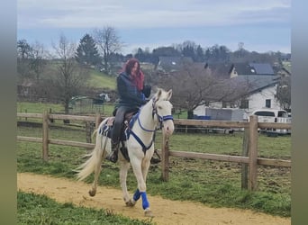 Other Breeds, Gelding, 8 years, 15 hh, Cremello