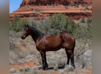Other Breeds, Gelding, 8 years, 15,2 hh, Bay
