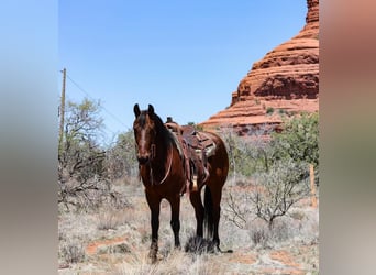 Other Breeds, Gelding, 8 years, 15,2 hh, Bay