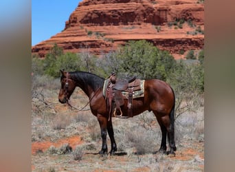 Other Breeds, Gelding, 8 years, 15,2 hh, Bay