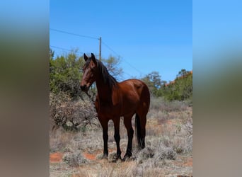 Other Breeds, Gelding, 8 years, 15,2 hh, Bay