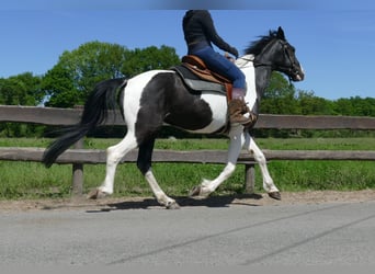 Other Breeds, Gelding, 8 years, 15,2 hh, Pinto