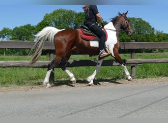 Other Breeds, Gelding, 8 years, 15,2 hh, Pinto