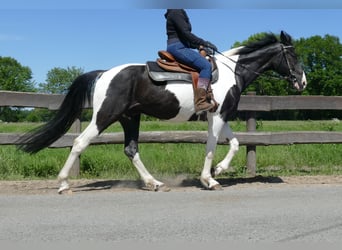 Other Breeds, Gelding, 8 years, 15,2 hh, Pinto