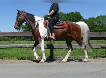 Other Breeds, Gelding, 8 years, 15,2 hh, Pinto