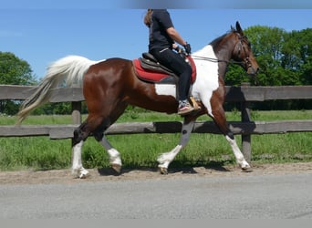 Other Breeds, Gelding, 8 years, 15,2 hh, Pinto