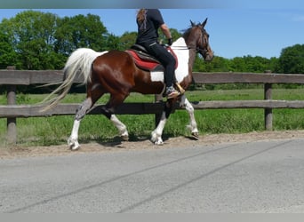 Other Breeds, Gelding, 8 years, 15,2 hh, Pinto