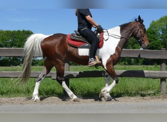 Other Breeds, Gelding, 8 years, 15,2 hh, Pinto