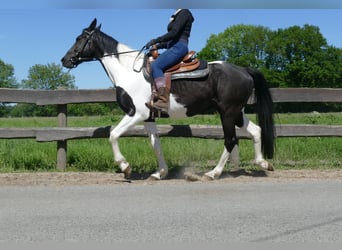 Other Breeds, Gelding, 8 years, 15,2 hh, Pinto
