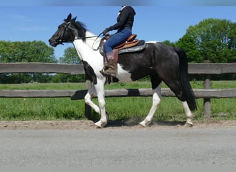 Other Breeds, Gelding, 8 years, 15,2 hh, Pinto