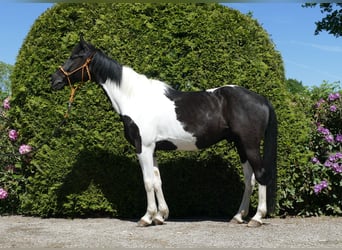Other Breeds, Gelding, 8 years, 15,2 hh, Pinto
