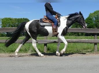 Other Breeds, Gelding, 8 years, 15,2 hh, Pinto