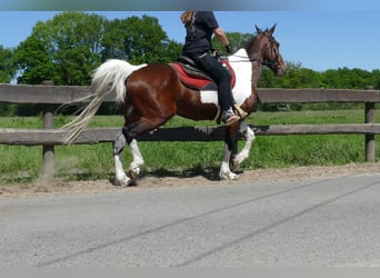 Other Breeds, Gelding, 8 years, 15,2 hh, Pinto