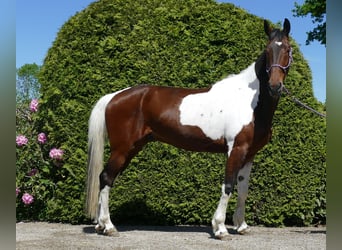 Other Breeds, Gelding, 8 years, 15,2 hh, Pinto