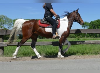 Other Breeds, Gelding, 8 years, 15,2 hh, Pinto
