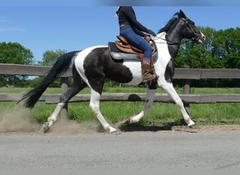 Other Breeds, Gelding, 8 years, 15,2 hh, Pinto