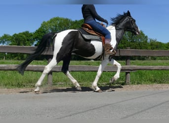 Other Breeds, Gelding, 8 years, 15,2 hh, Pinto