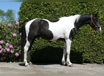 Other Breeds, Gelding, 8 years, 15,2 hh, Pinto