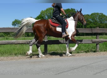 Other Breeds, Gelding, 8 years, 15,2 hh, Pinto